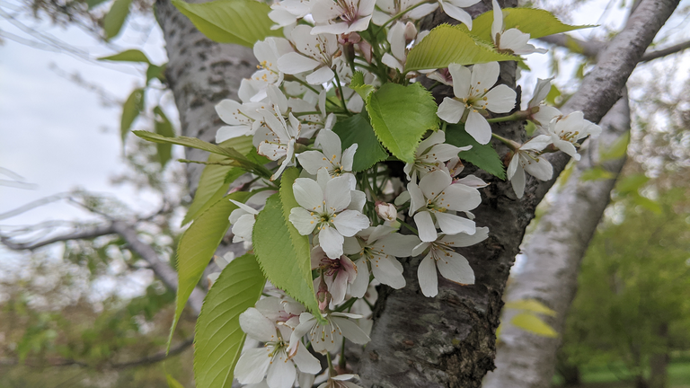 Delicate white cherry blossoms and light green leaves on a tree branch.