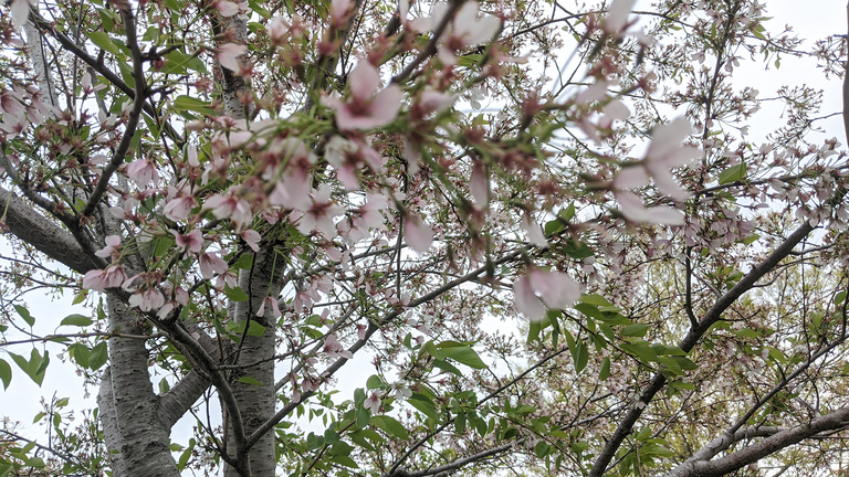 Pink and white cherry blossoms on branches viewed from below.