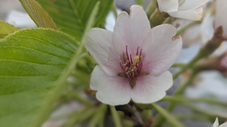 Close-up of a pale pink cherry blossom with dark pink stamen. Green leaves surround the flower.