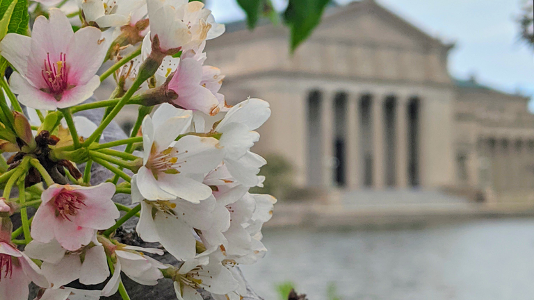 Close-up of delicate pink and white cherry blossoms with a blurred classical building in the background.