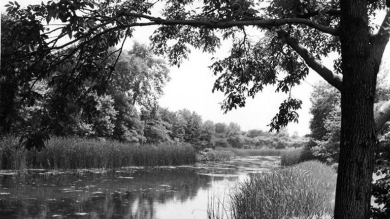Black and white photo of a river winding through tall grasses and trees.