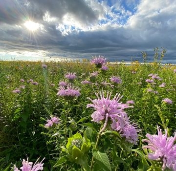 Purple wildflowers fill a meadow under a dramatic, cloudy sky with a bright sunburst.