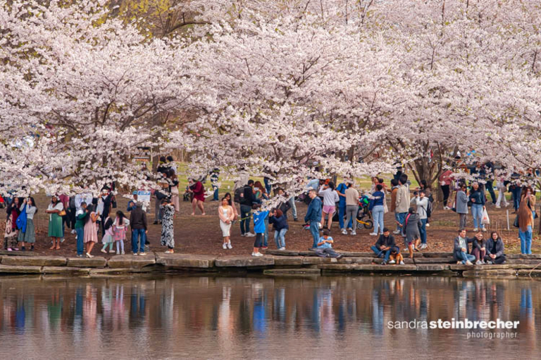 People enjoy the cherry blossoms in full bloom in Jackson Park.