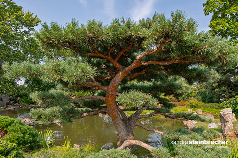 Gnarled pine tree with reddish bark and green needles overhangs a pond in a Japanese garden.