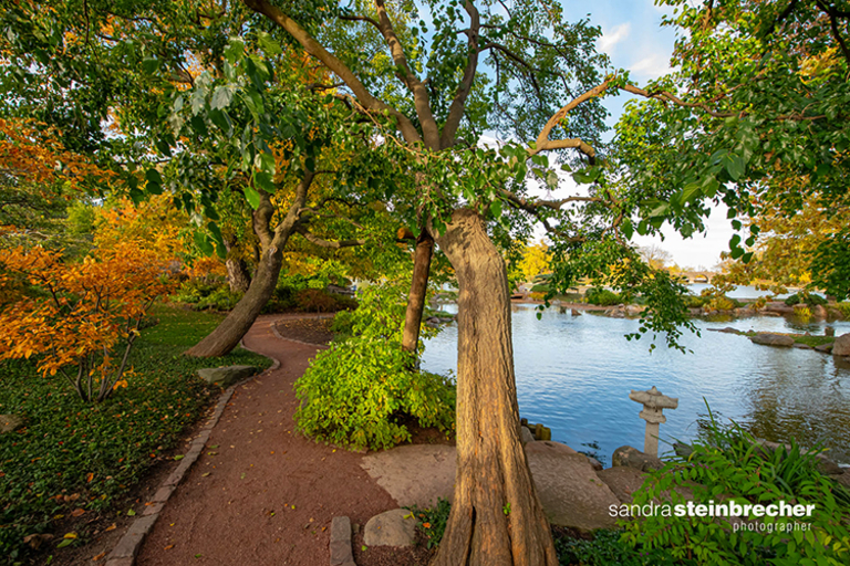 A tranquil path winds through colorful autumn trees beside a peaceful pond in a Japanese garden.