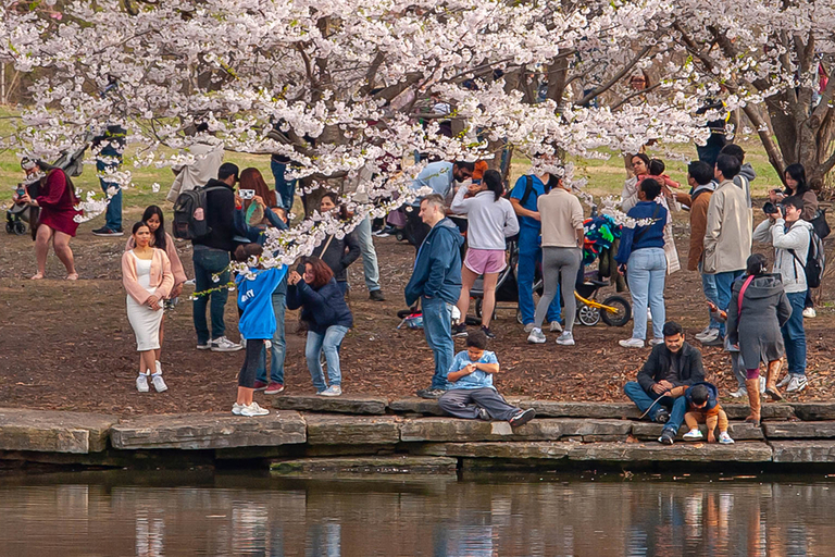 Photograph of people enjoying a park filled with blooming cherry blossom trees by a pond.