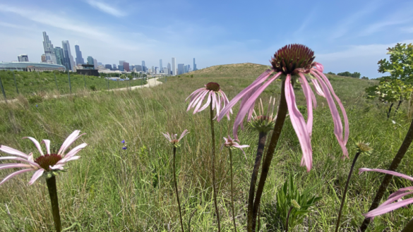 Pink coneflowers in a field with a city skyline in the background.