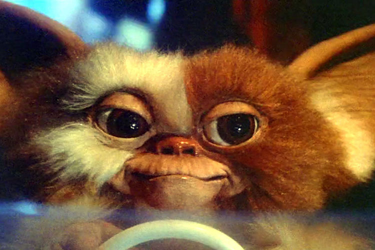 Close-up photograph of Gizmo from Gremlins with large dark eyes and white and brown fur.