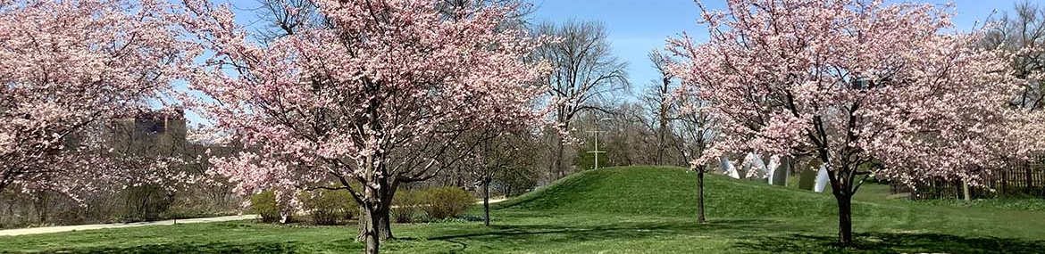 Cherry Blossom trees in a park on a sunny day.
