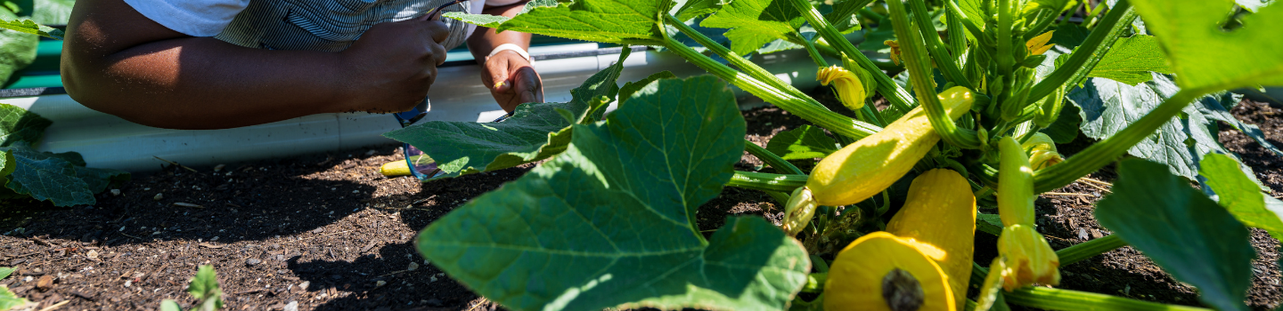 Community Gardens.png Close-up of yellow zucchini growing in a garden bed.