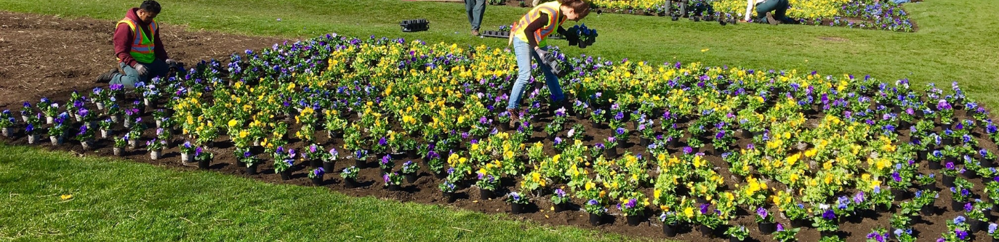 Floral Gardens.png People planting yellow and purple pansies in a park.