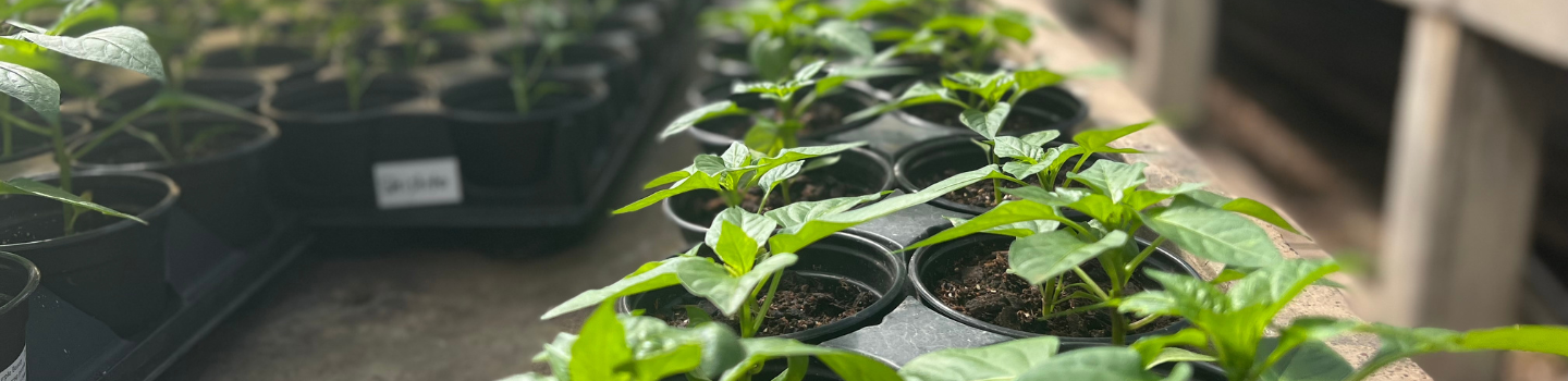 Seedlings in small pots.