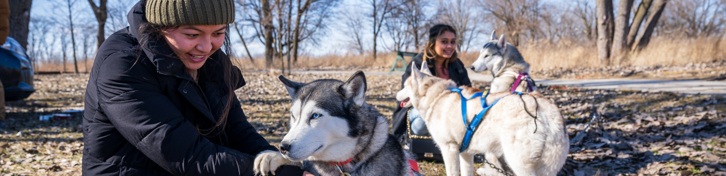 Two people petting three huskies outdoors on a sunny winter day.