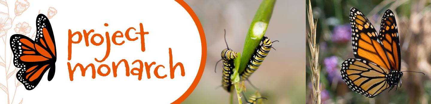 Monarch butterfly life cycle from larva to adult.