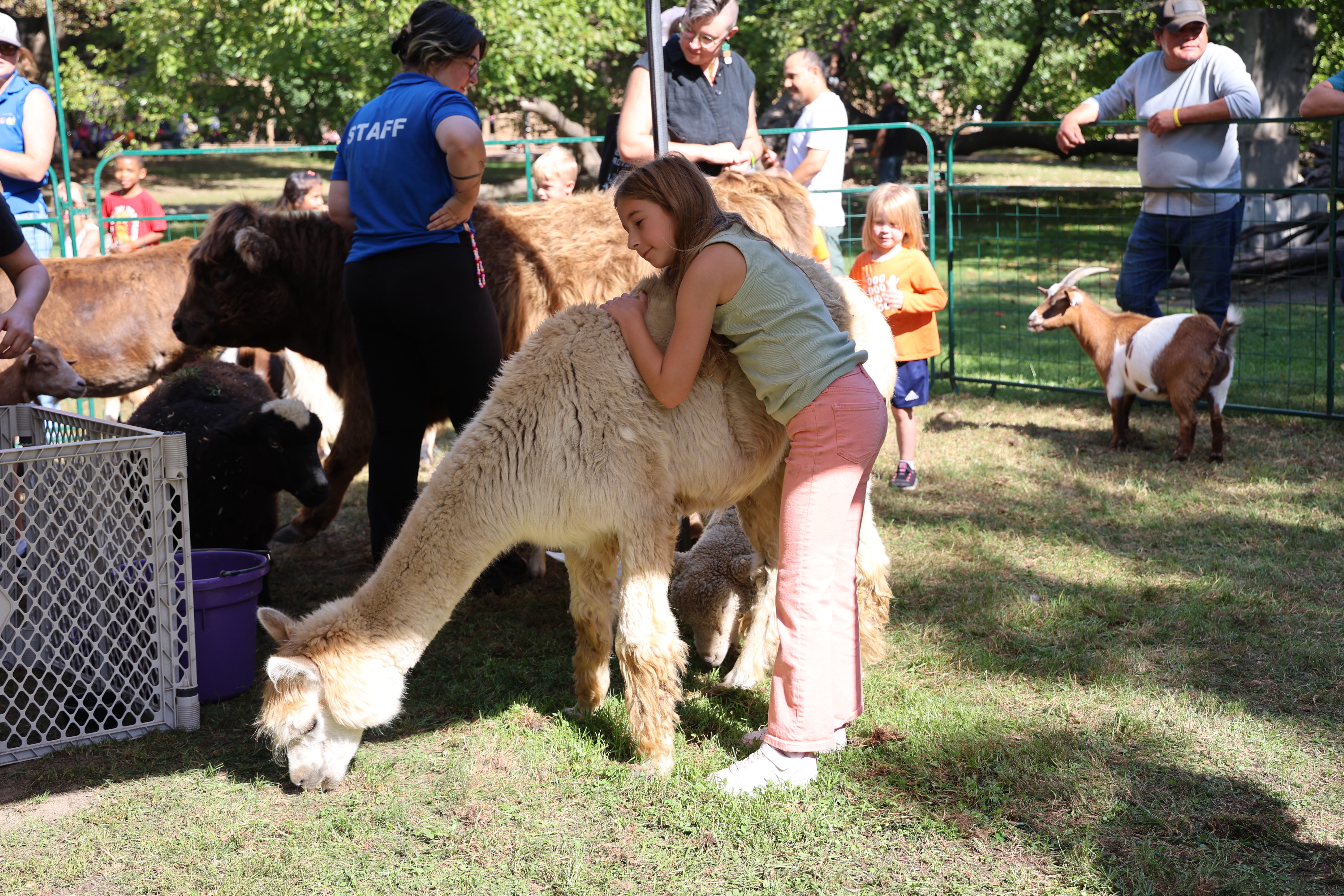 Girl hugging an alpaca, outdoor petting zoo.